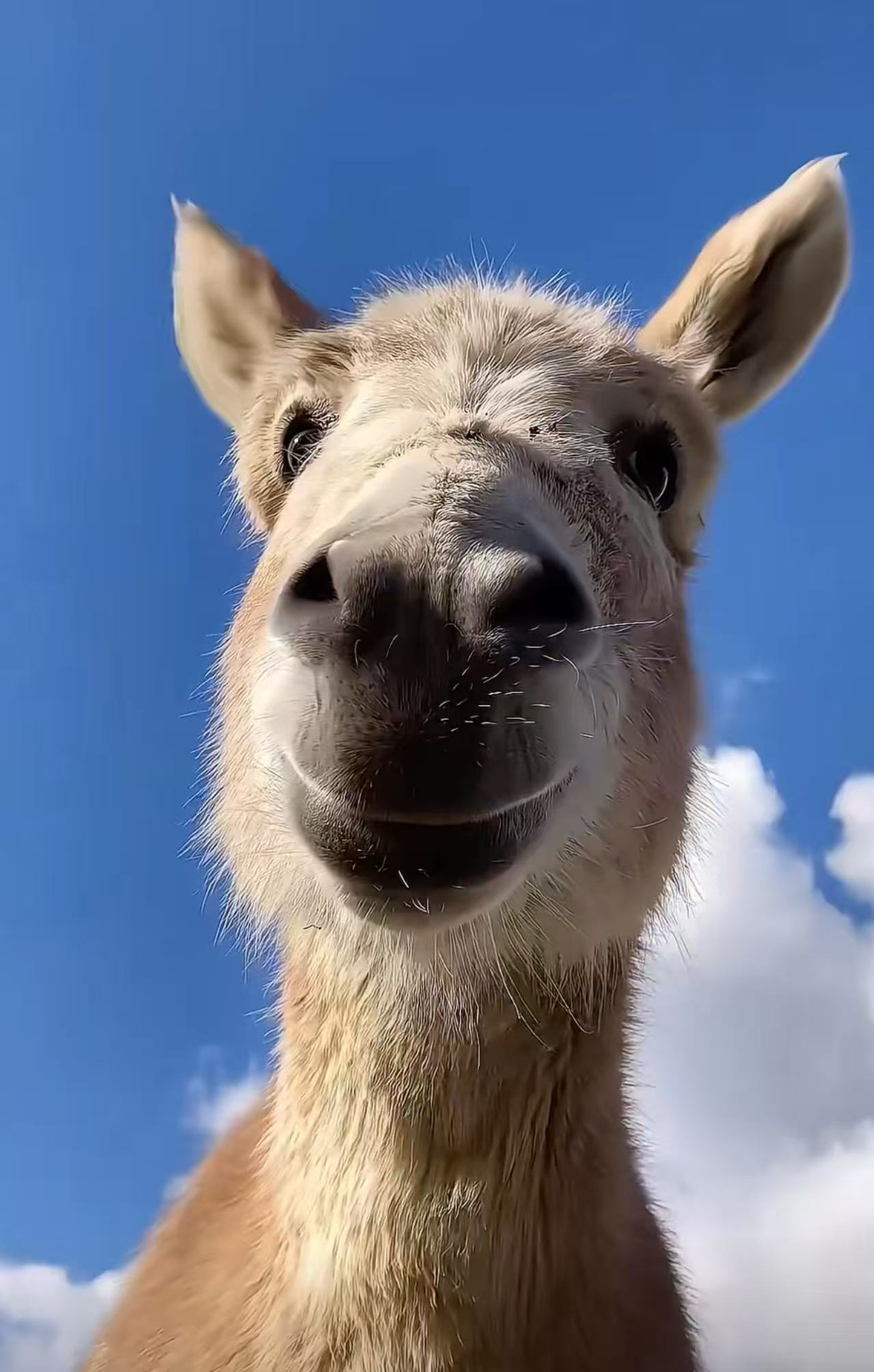 笑脸图片